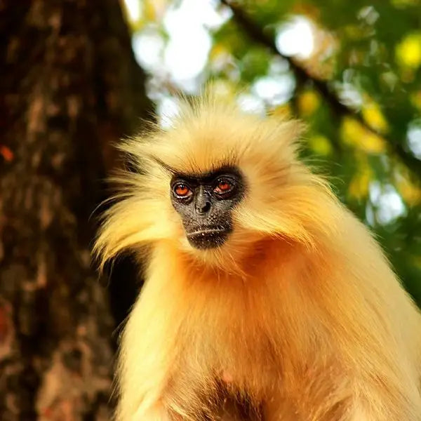 The Golden Langur: A Majestic Primate on the Brink of Extinction