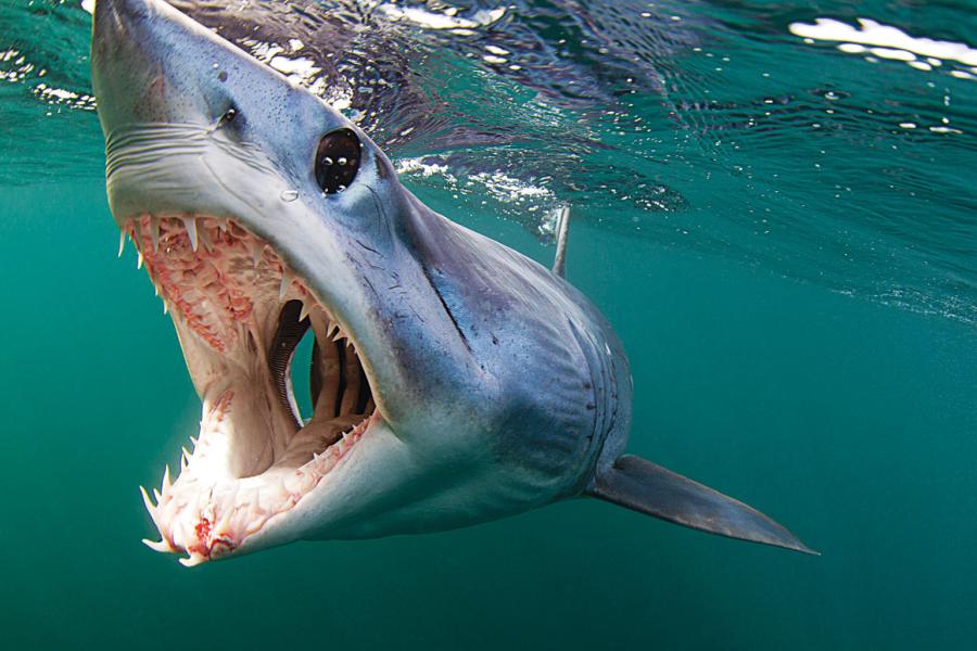 Why the Mako Shark is the Fastest Shark: An In-Depth Look at the "Ferrari of the Ocean"